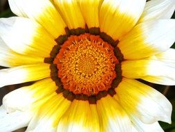 Flower Detail Pollen Daisy