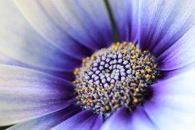 Background Garden Flowers