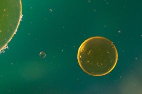 yellow oil spots on a blue background
