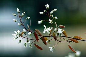 background with flowering tree