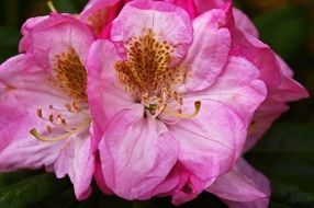 wallpaper with rhododendron blossoms