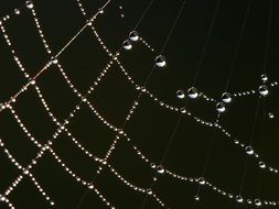 Spider Web Dew Drops Droplets