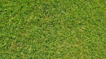 Grass Green Football