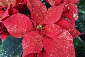 Christmas Poinsettia Red Blossom