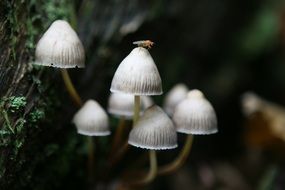 white poisonous mushrooms in the forest