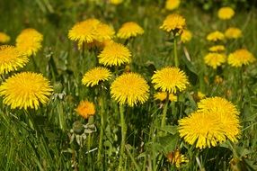 wallpaper with yellow dandelions