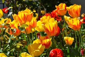 yellow tulips in the garden