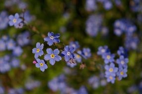 wallpaper with small violet spring flowers