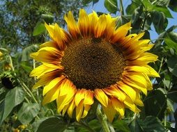 Sunflower Flower Blossomed