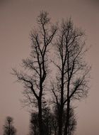 Tree Sky Gradient Nature Plant