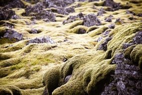 Green Moss Iceland Lava Rock