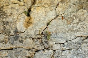 Stone Plant Rock Cracked Cracks