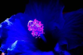 Background Flower Colourful