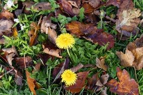 dandelions among green grass and dry leaves