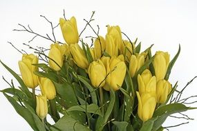 bouquet of yellow tulips with green leaves on a white background