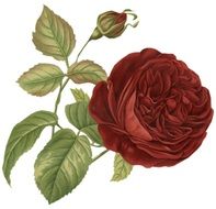 Rose Flower Vintage Red Bud