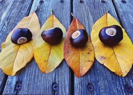 chestnuts on the leaves