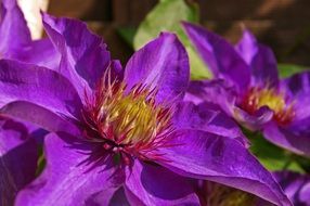 wallpaper with clematis blossoms