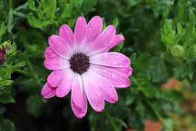 Flower Red Background Green