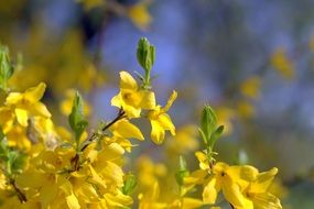 Flowers Bush Yellow Spring