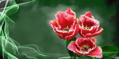 Tulip Flower Plant Blossom