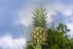 young pineapple against the blue sky