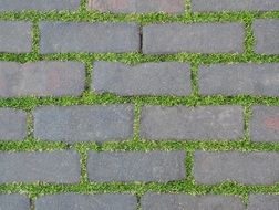 Pavement Plant Bricks Nature