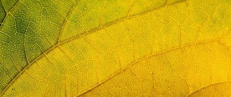 autumn leaf structure as background