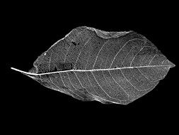 Leaf Skeleton Black And White