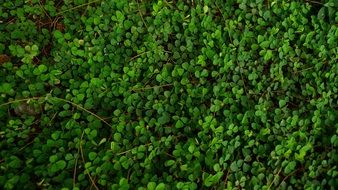 Small Green Leaves