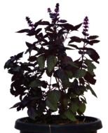 Plant Foliage Bush Isolated