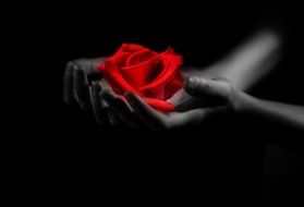 Hands Rose Love Red Romance