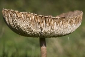 wallpaper with closeup of a hallucinogenic fungus