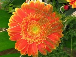 yellow gerbera flower