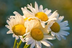 Chamomile Bouquet