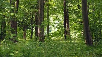 Forest Meadow Landscape Nature