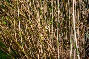 Bamboo Forest Background Nature