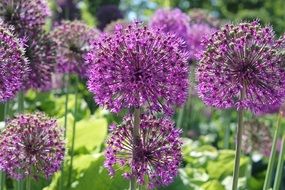 Bulb Flowers Bulbous Plant