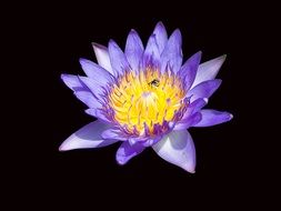 purple water lotus on a black background