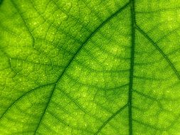 Leaf Green Close Up Macro