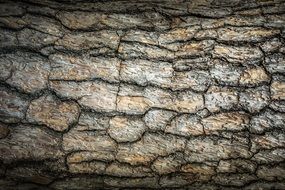 cracked tree bark