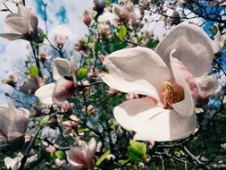 white magnolia flowers on a tree