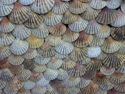 Shells Scallops Background