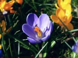 Purple And Yellow Crocus