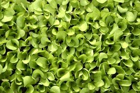 Texture Green Plant Lettuce