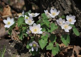 Flowers White Pretty Wildlife