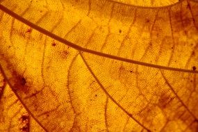 closeup of a yellow leaf
