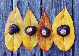 chestnuts in autumn