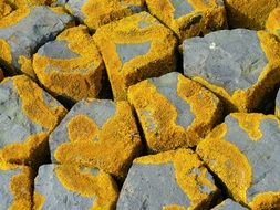Pattern Stones Yellow Mushrooms