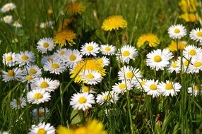 spring flowers on the meadow